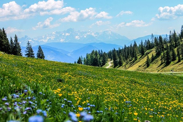 山の中の草原、青の花と黄色の花が咲いている